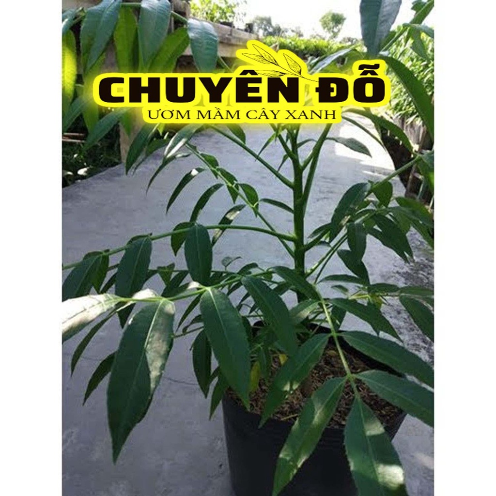 CÂY CÓC THÁI LÙN ĐANG CÓ HOA