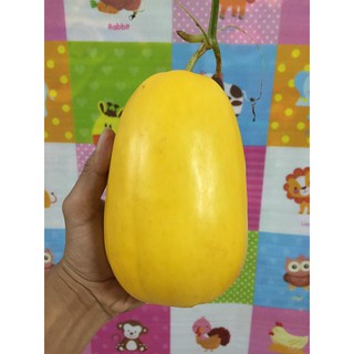 hạt giống dưa lê vàng thơm nhật bản