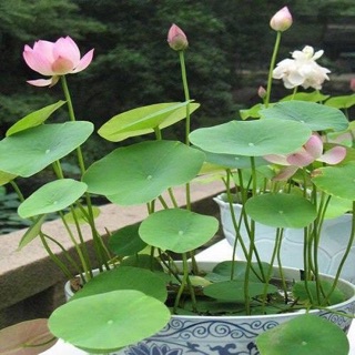 Hạt sen Nhật 100k/10 hạt
