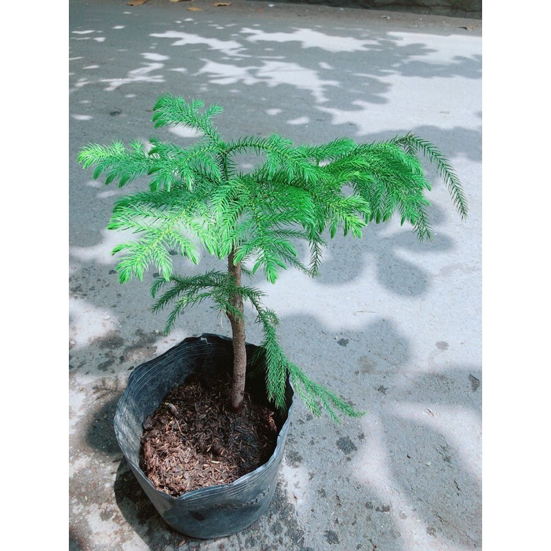 Cây Tùng Bồng Lai