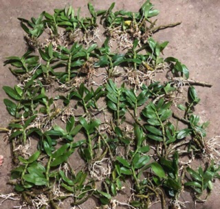 Trầm tím rừng