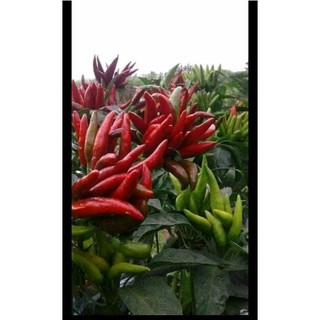 HẠT GIỐNG ỚT CHỈ THIÊN CHÙM 20 hạt