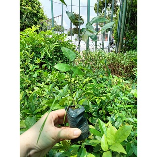 Cây giống cát sâm