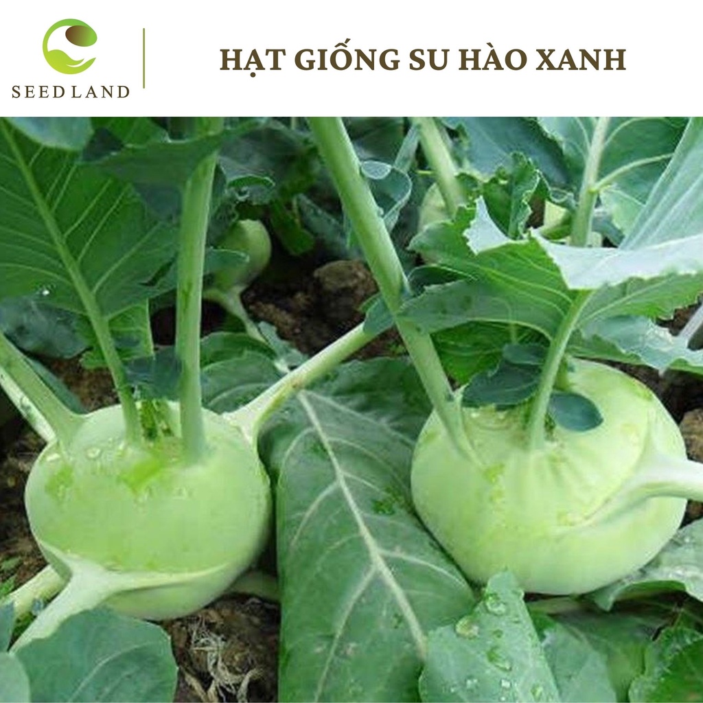 Hạt giống su hào xanh - 1gram SeedLand
