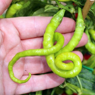 (200-300 hạt) Hạt giống ớt tóc dài hair pepper chilli)