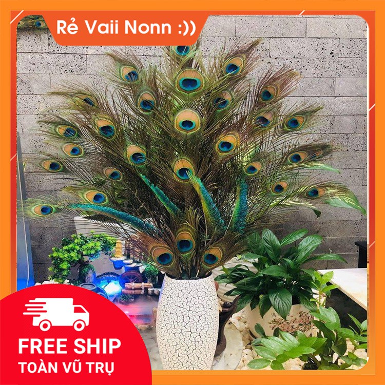 LÔNG CÔNG PHONG THỦY 🌿 FREESHIP 🌿 GIẢM CHỈ CÒN 5K/ CÀNH LÔNG CÔNG 100% TỰ NHIÊN (LÔNG CÔNG ĐẸP)