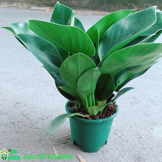 Trầu Bà Đế Vương Xanh