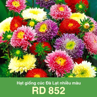Hạt Giống Cúc Đà Lạt Mix 852