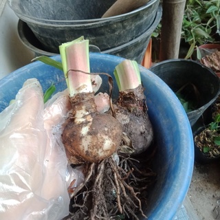 Củ huệ cam, đỏ,  nhung
