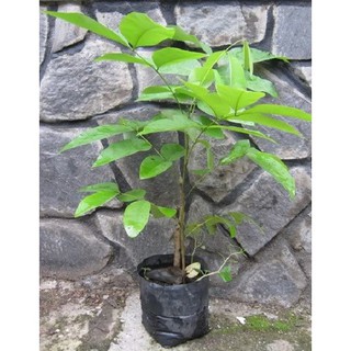 CÂY MUỒNG HOÀNG YẾN VÀNG- CÂY GIỐNG