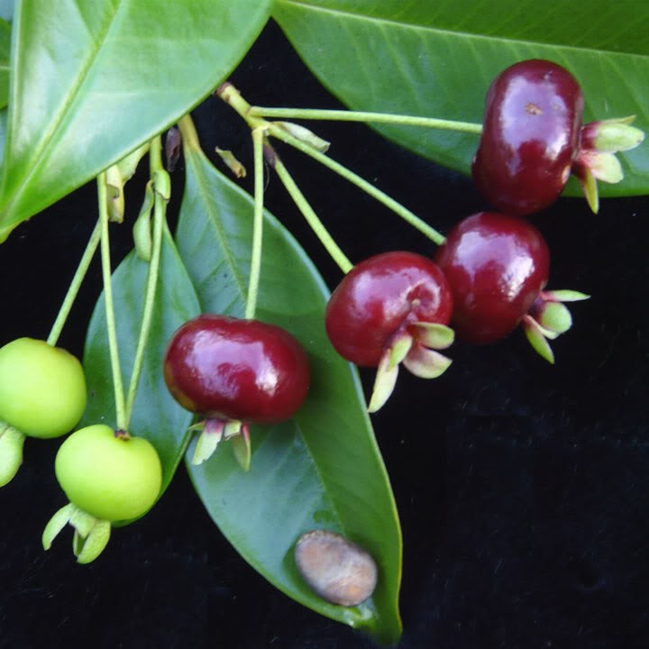 Hạt giống cây ăn trái cherry nhiệt đới 10 hạt - tặng kèm 3 viên nén kích thích hạt nảy mầm -HG1