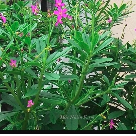 Hạt Giống Sâm Đất  - (Talinum.Crassifolium,Willd)  - 20 hạt