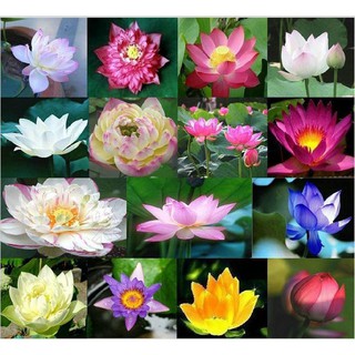 Hạt giống sen mini nhật - Rau củ quả trồng tại vườn, sân thượng, nông trang, ban công