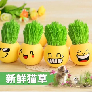 Lọ trồng cỏ mèo cute và Hạt giống cỏ mèo gói 30g