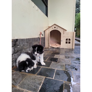 Nhà sz XXL chó lớn 20-40kg, Gỗ cao cấp chống nước rất chắc chắn, ib shop chọn mẫu