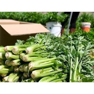 HẠT GIỐNG CẦN TÂY (CẦN TÀU PHÁP) 10gr