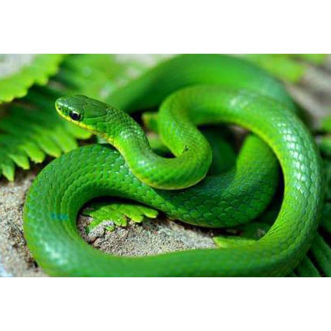 SIÊU RẺ Mô Hình Con Rắn Đồ Chơi Cao Su 50cm Rắn Fake Món Quà Vật Halloween MỚI NHẬP  Dbán xong