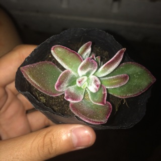 Sen đá - nhung lông đỏ