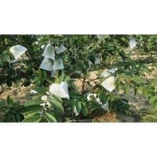 100c Túi bọc trái cây