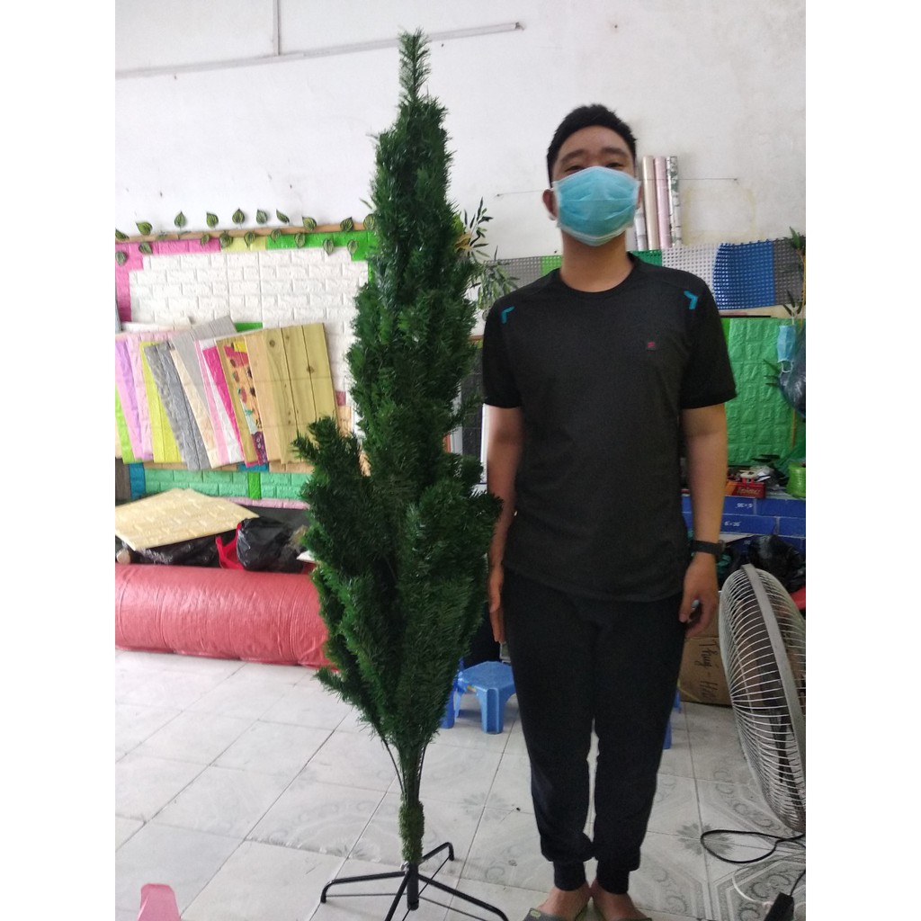 Cây Thông Noel Cao 1m80, Tán Dày, Rộng