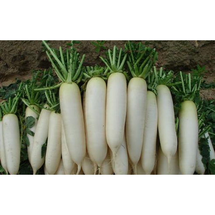 Hạt Giống CỦ CẢI TRẮNG HN-27 (20 Gr)