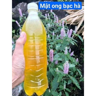 MẬT ONG BẠC HÀ _ ĐỒNG VĂN HÀ GIANG