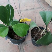 Cây giống cẩm cù tim