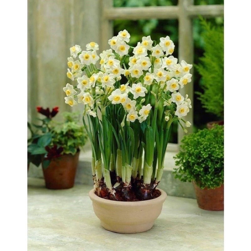 Củ hoa thủy tiên nước sỉ 5k