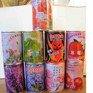 HẠT GIỐNG HOA - CÂY - GIỐNG HẠT ĐẬU THẦN KÌ
