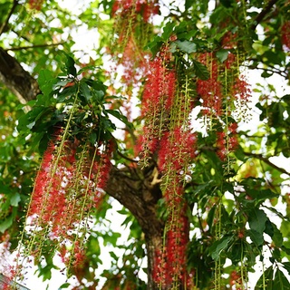 Cây Lộc Vừng giống cao khoảng 50-60cm
