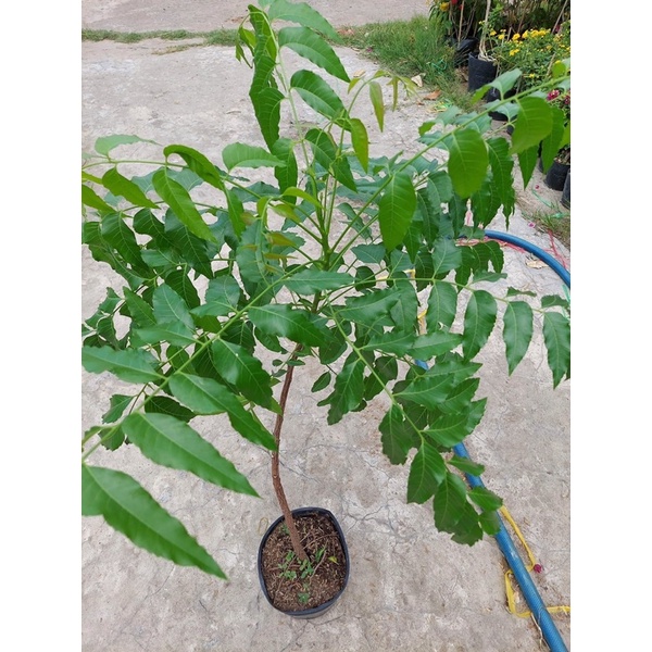 cây sầu đâu