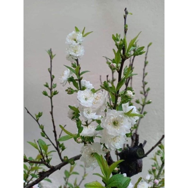 Cây giống hoa nhất chi mai. Tạo dáng bonsai rất đẹp ạ.