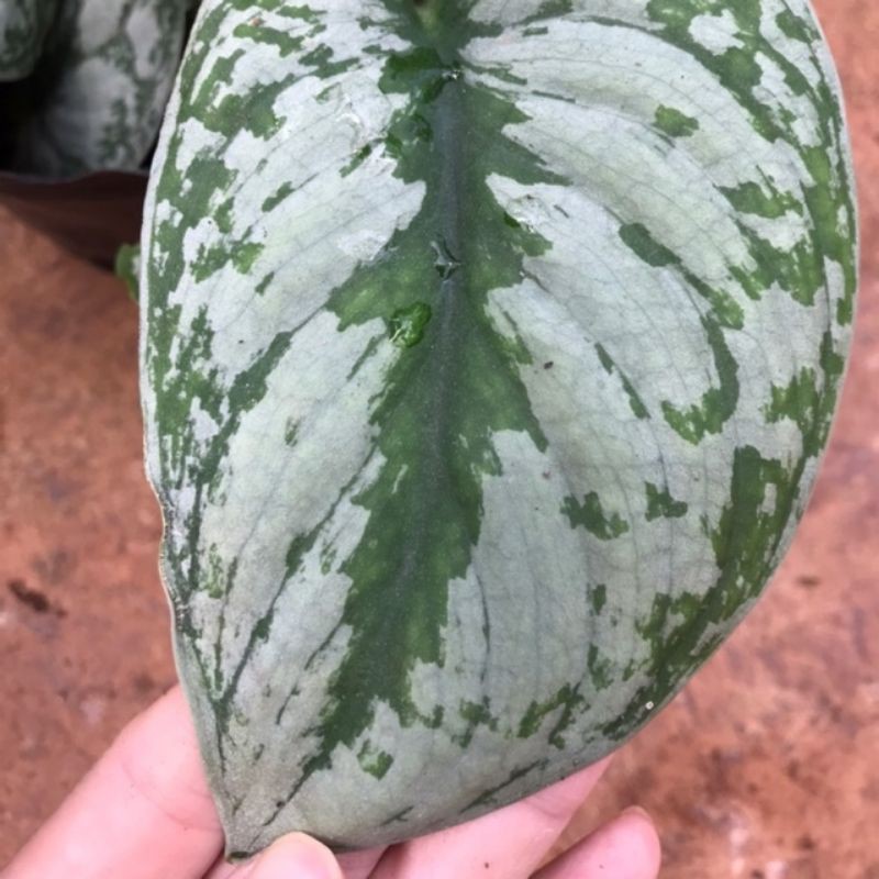 chậu trầu bà lụa