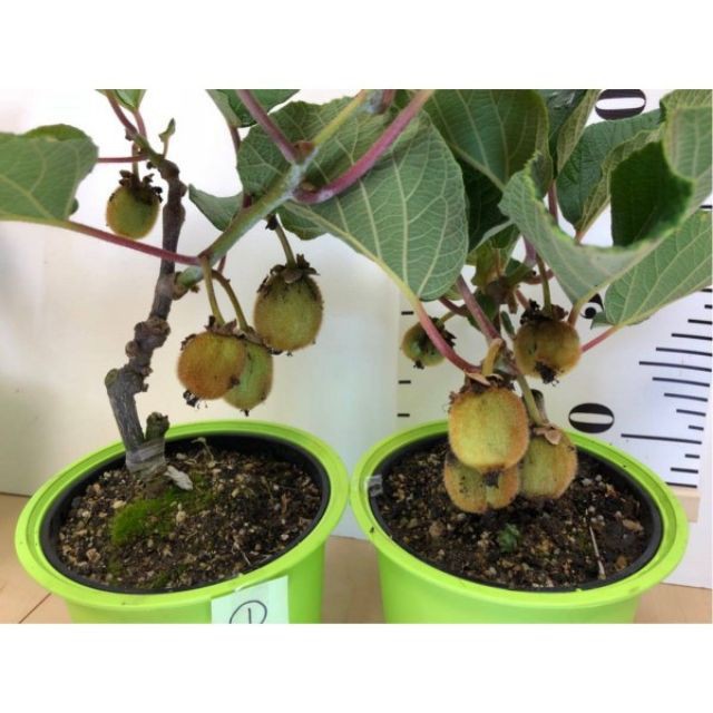 Hạt Giống Kiwi - 30 Hạt luckyseed hạt siêu rẻ