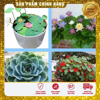 -15% Cobo bộ sản phẩm sen, súng cao cấp