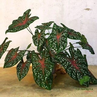 Củ cây Caladium Heart's Delight.[ Red Star]