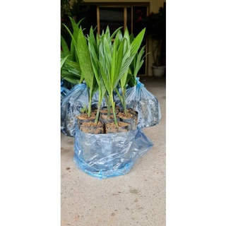 Cây giống cau lùn tứ quý như hình