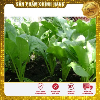 Bộ gói hạt giống Cải ngọt