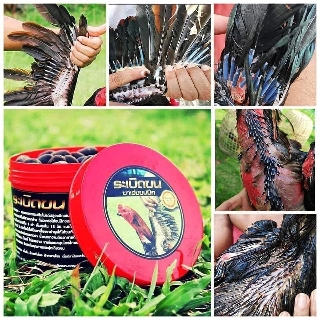 Thay lông siêu cấp tốc cho gà đá tốt nhất hiện nay