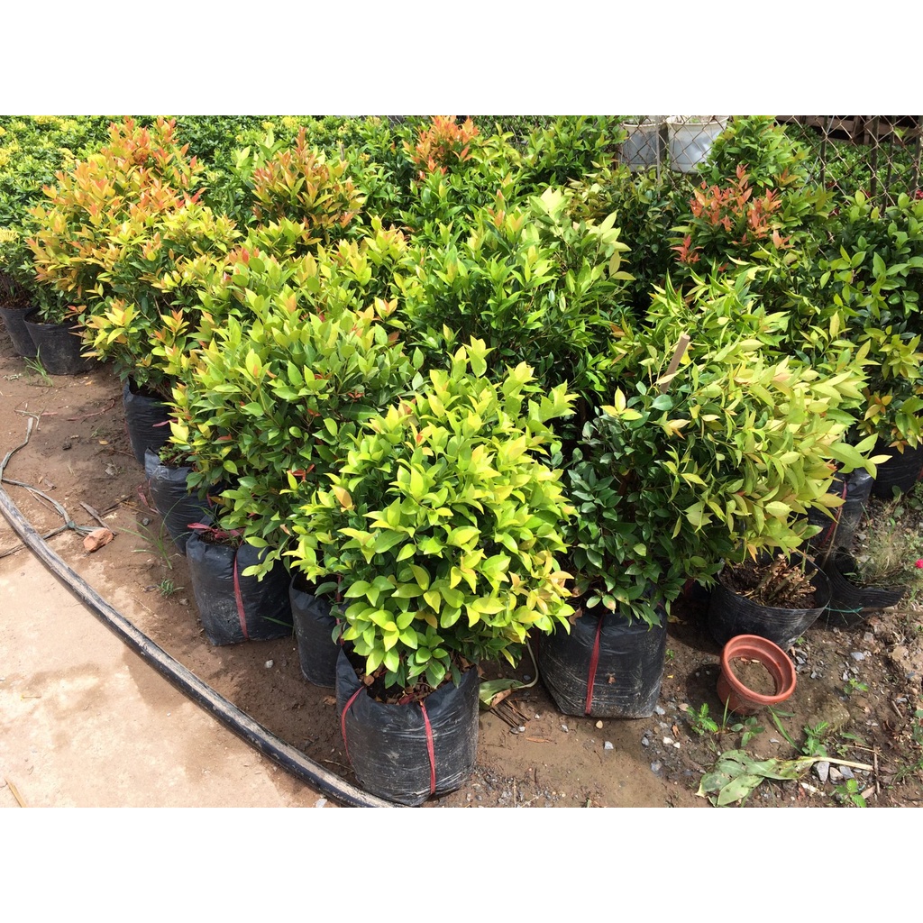 Cây hồng lộc cao 35cm