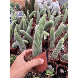 Xương Rồng ĐUÔI CHỒN TRẮNG, Dài 15-20 cm, 1 đổi 1 (Xương Rồng Nhật Tân)