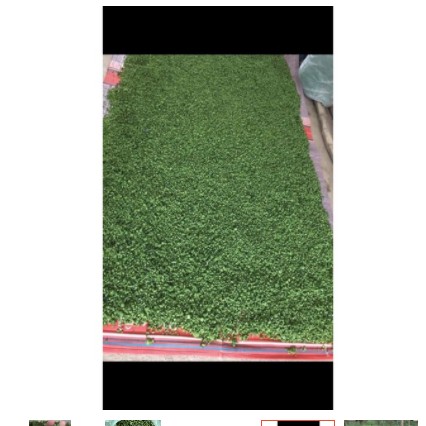 500gr nụ tam thất bao tử( nụ hoa tam thất bao tử) hàng đẹp xanh