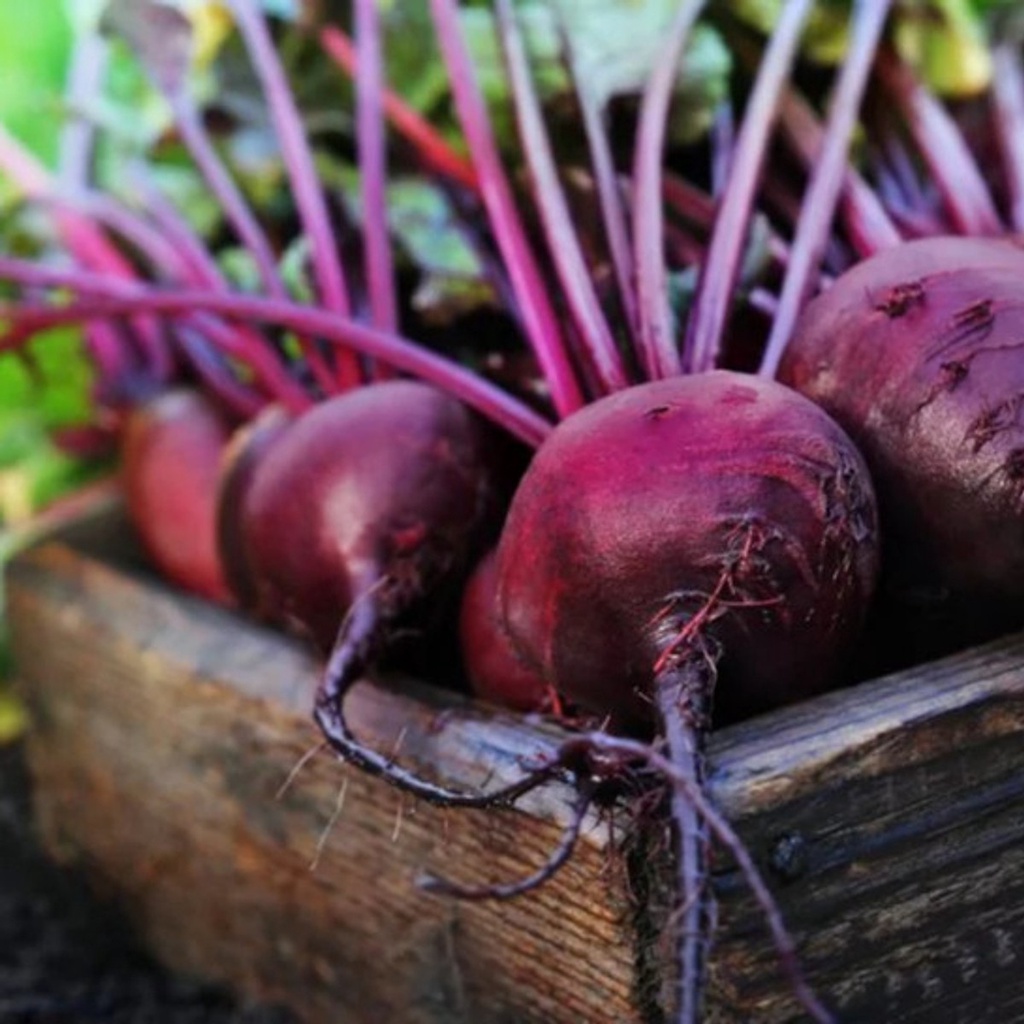 Hạt giống củ dền đỏ cao sản hữu cơ - rau củ quả trồng chậu, sân vườn tươi ngon giòn ngọt giàu dinh dưỡng 5g RADO702