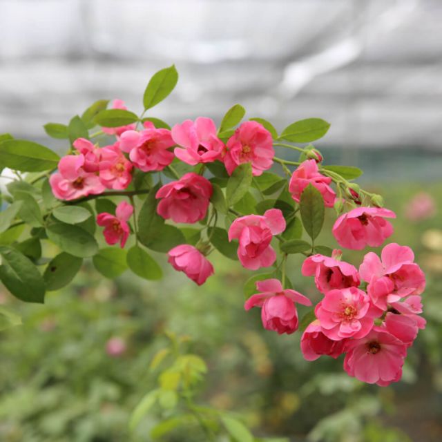 Hồng leo ngoại Angela