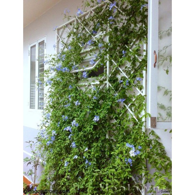 Gói 30 Hạt Giống Hoa Thanh Xà Bạch Xà Mix