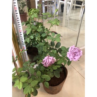Hoa Hồng ngoại leo Love song to thơm