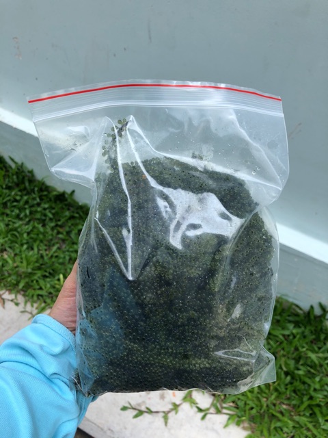 Rong tươi Khánh hoà hương vị biển ...