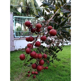Nhãn xuồng tím đang trái