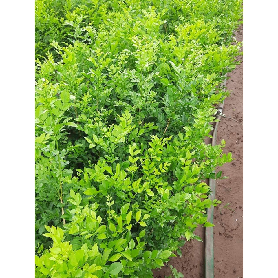 CÂY GIỐNG NGUYỆT QUẾ