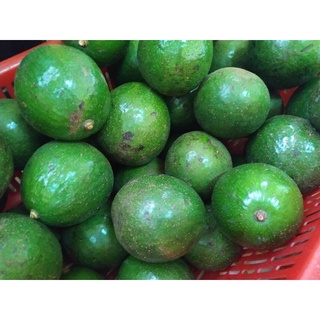 Bơ Booth Đà lạt